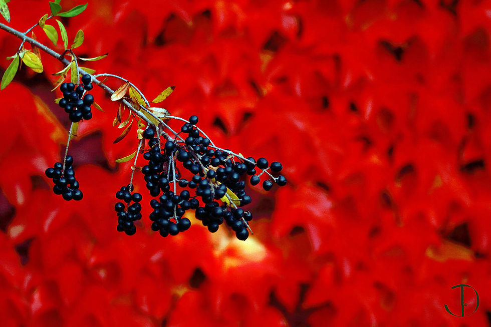 Berries on "The Red Bed"..