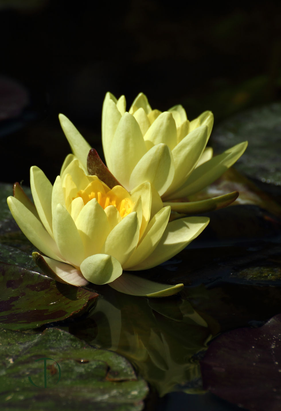 Water Lilies