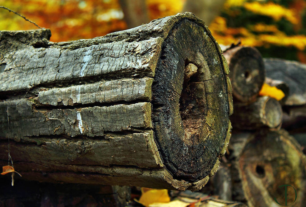 Pile of Woods.. 