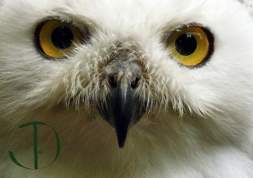 Snowy Owl.