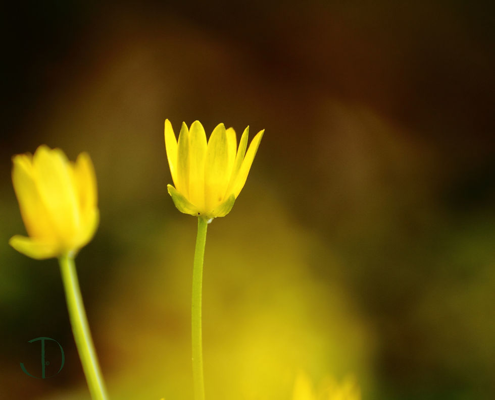 Yellowness