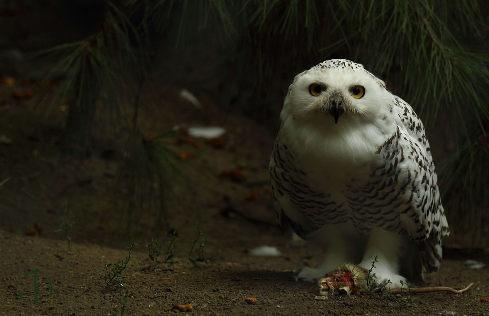 Snowy Owl.