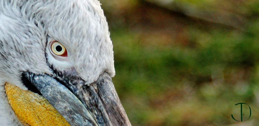 Eye of Pelican