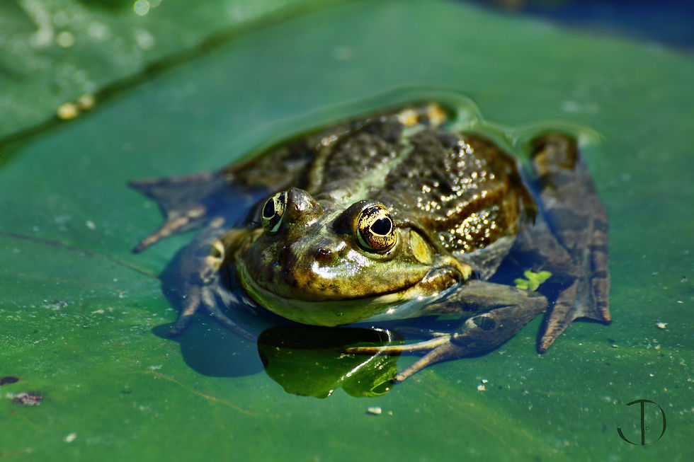Frog