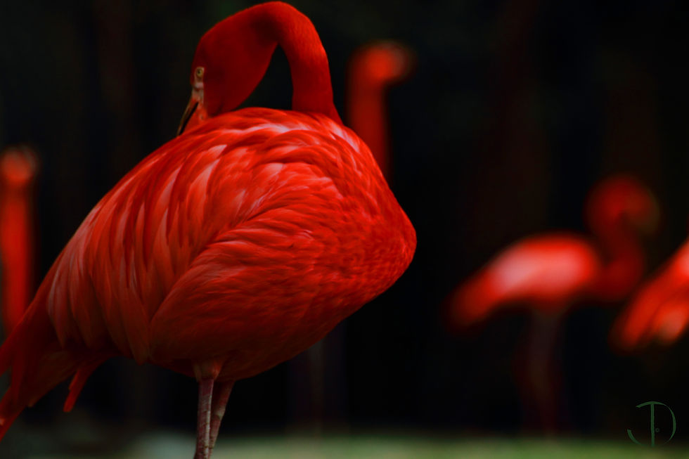 Flamingos