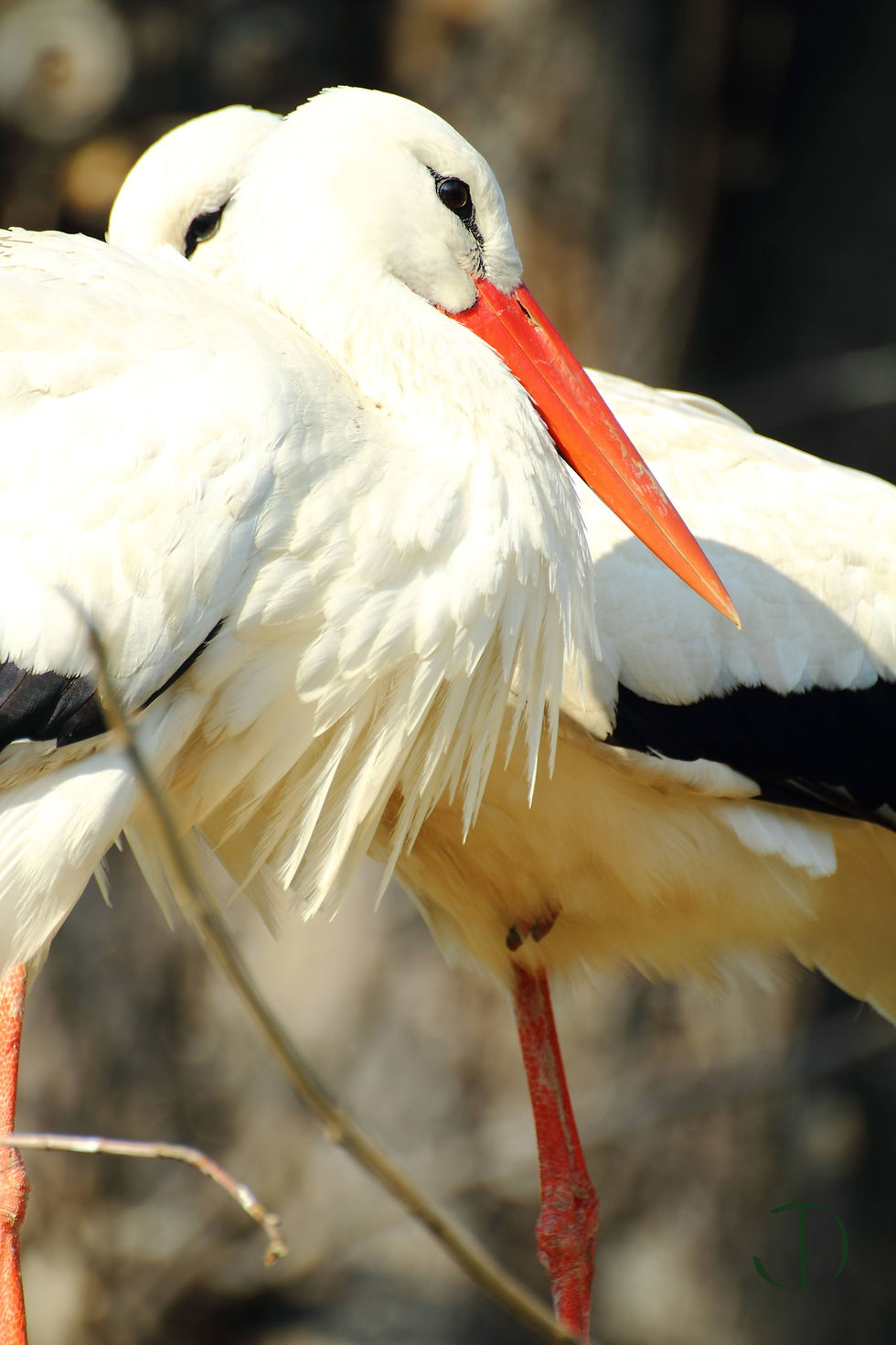 Storks