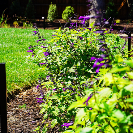 Flowering plants in front yard