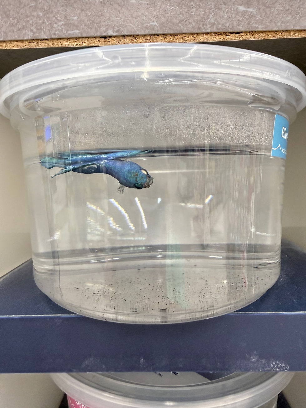 5 Ways to Support the End Betta Cups Campaign
