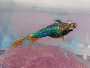 Ask A Vet: Dropsy in Betta Fish