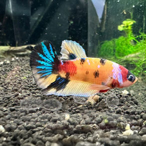 The History of Domesticated Betta Fish