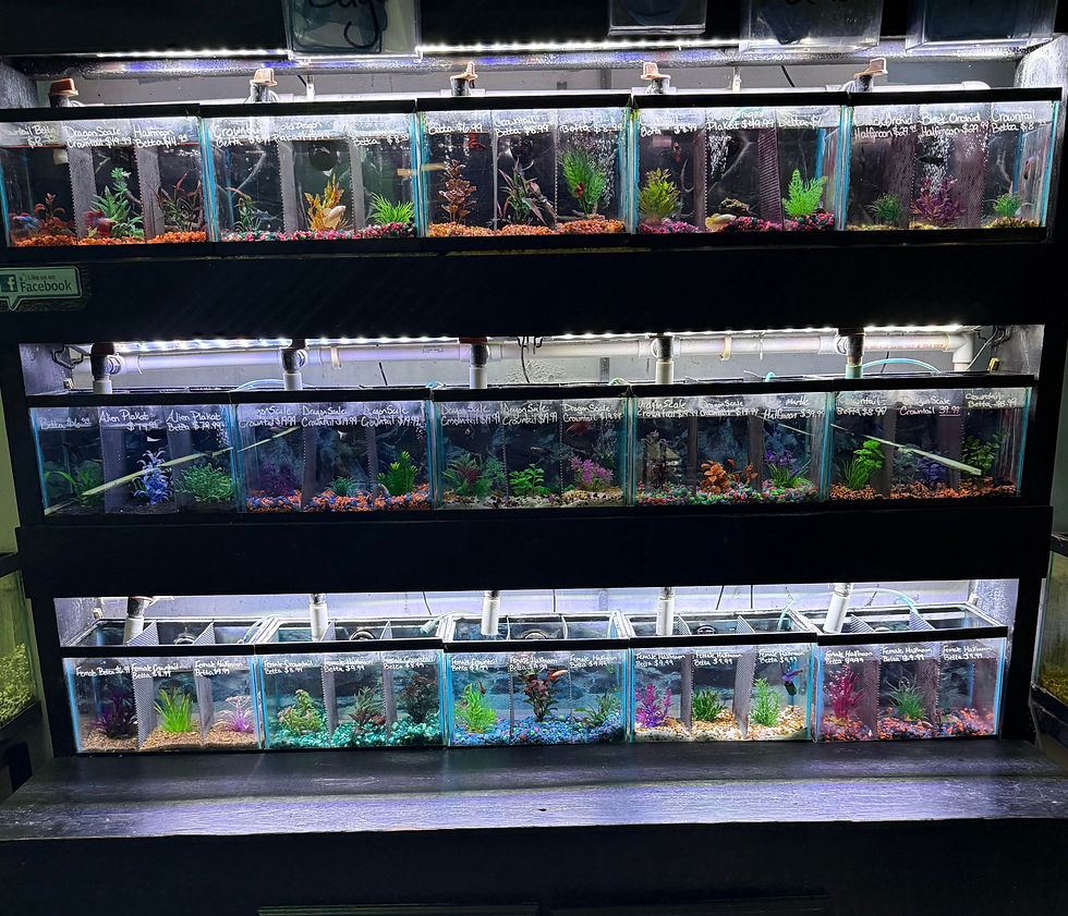 Sailfin Pet Shop