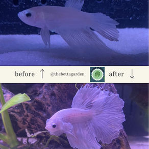 Fish Rescue Spotlight: The Betta Garden