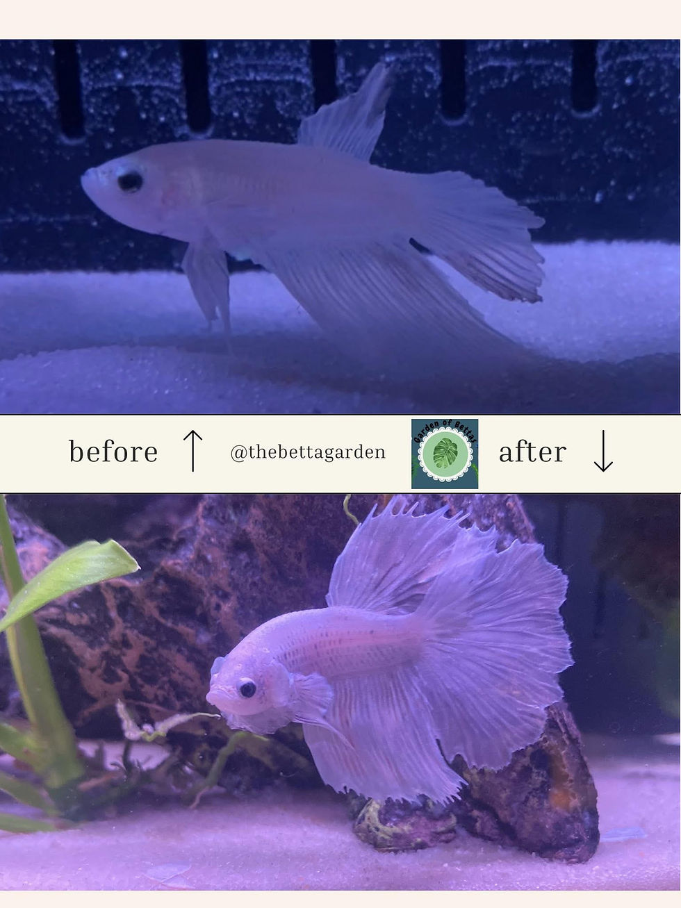 Fish Rescue Spotlight: The Betta Garden