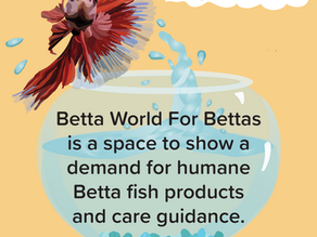 Advocating For Betta Fish Welfare Through Social Media