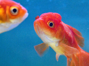 Argentine Court Declares Two Goldfish "Sentient Beings," Fueling a Wider Debate Over Fish Welfare