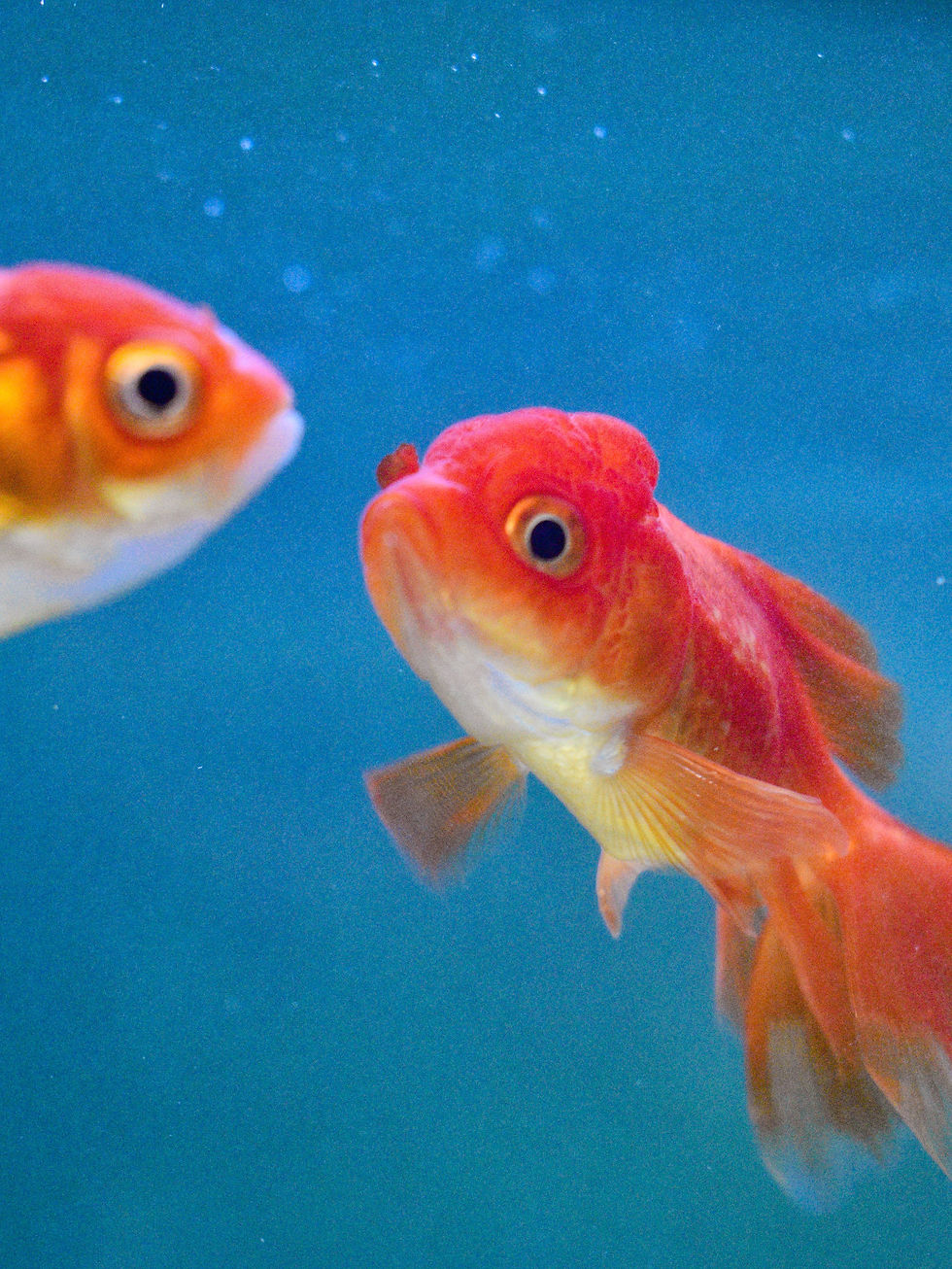 Argentine Court Declares Two Goldfish "Sentient Beings," Fueling a Wider Debate Over Fish Welfare