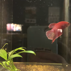 Conversation with Amy at The Pet Works, Olympia WA