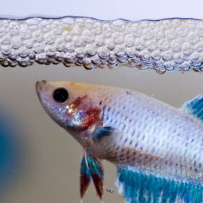 Why Male Betta Fish Build Bubble Nests
