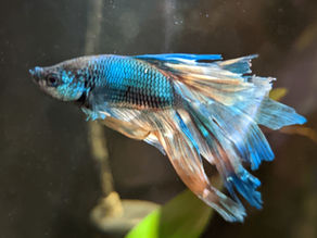 Why Adopting a Betta Fish is the Best Choice