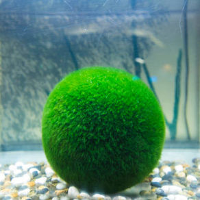 Why Marimo Moss Balls Are A Must-Have For Your Betta Fish