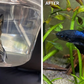 Fish Rescue Spotlight: Bay Area Betta Project