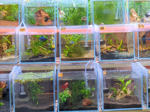 Better Ways Stores Can Display Betta Fish