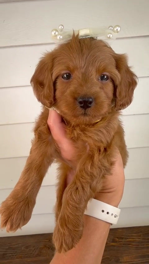 Thumbnail: Jalaya - female