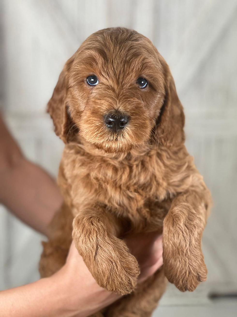 Ginger  - Female