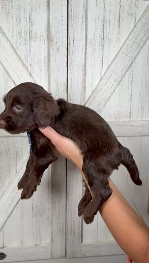 Thumbnail: Swoon - Male