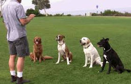 Our Recommended Dog Trainers & Pet Sitters
