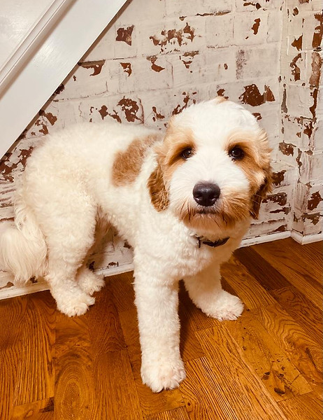 George Parti goldendoodle