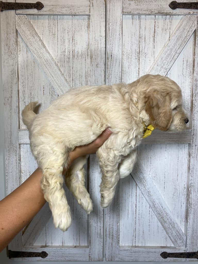 Thumbnail: Banana (female)