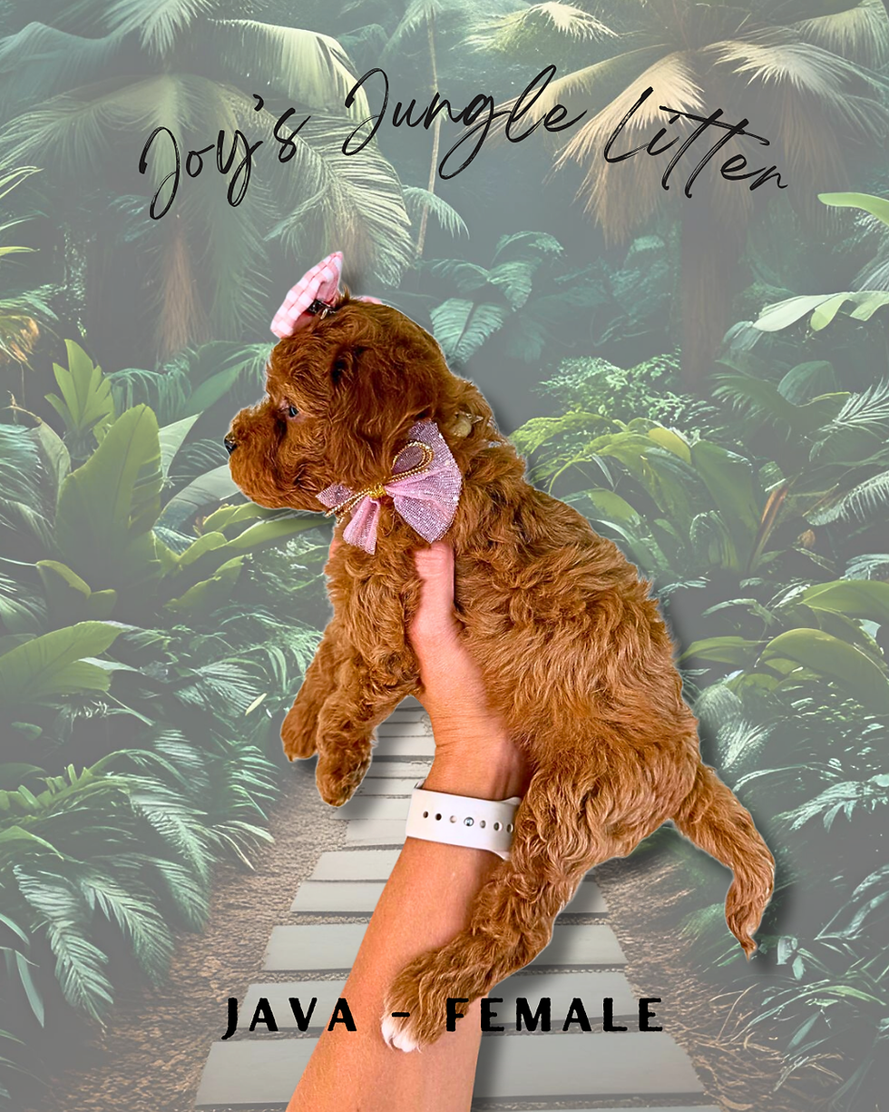 Thumbnail: Java - female