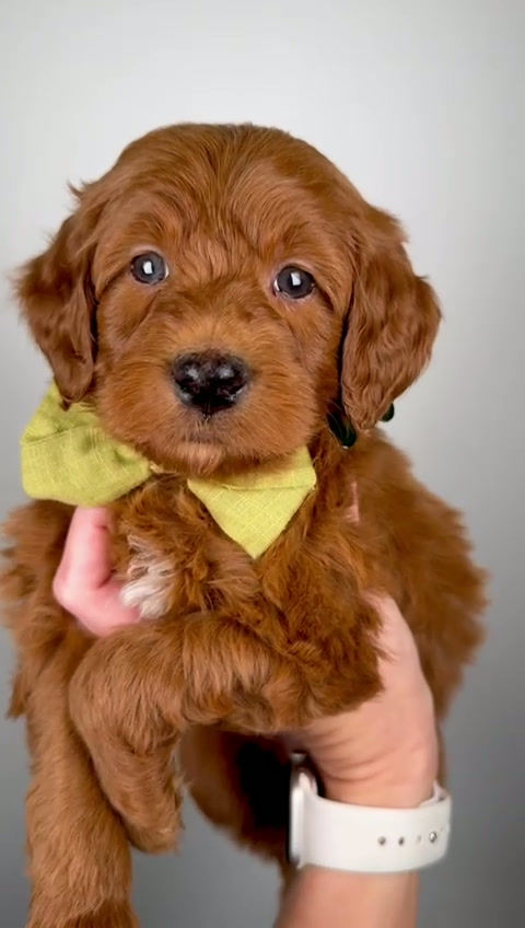 Thumbnail: Oak (male)