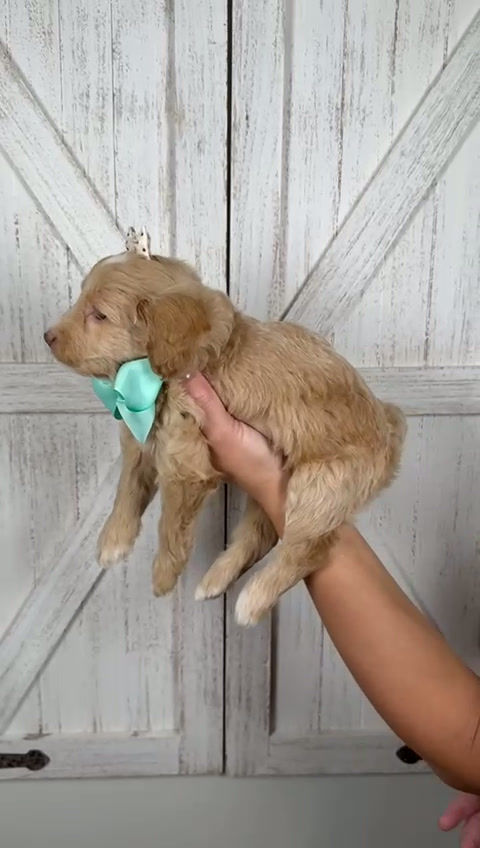 Thumbnail: Lovebug - Female