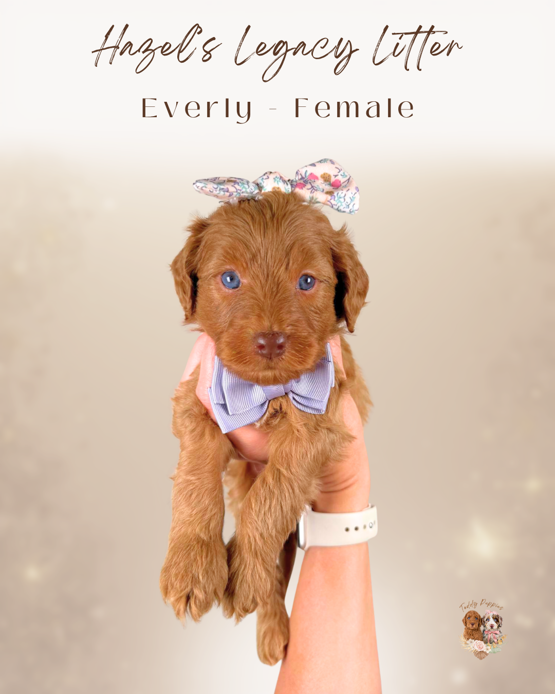 Everly (female)