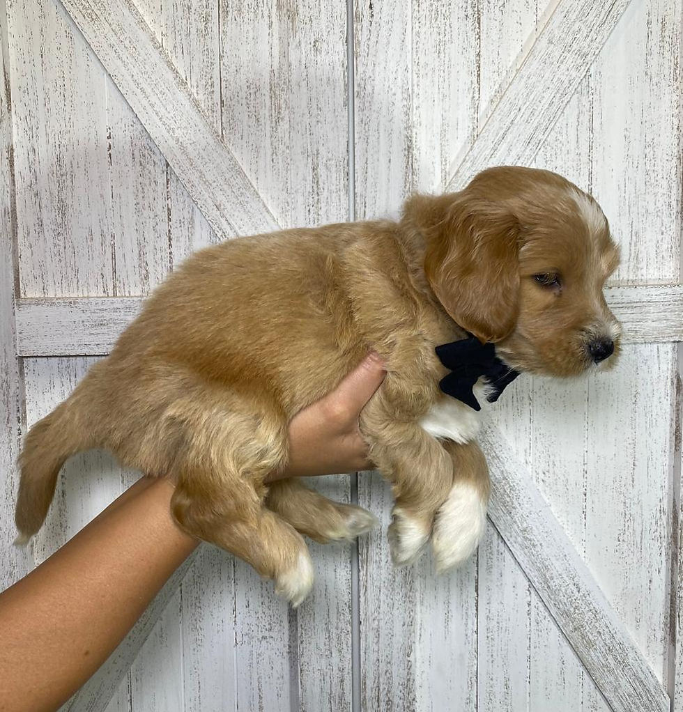 Thumbnail: Licorice (male)