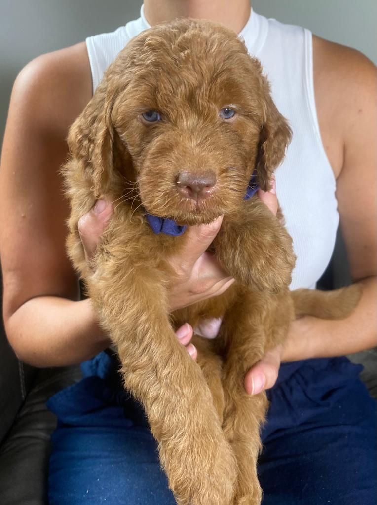 Winnie the Pooh (male)