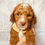 Thumbnail: Yellow (female)