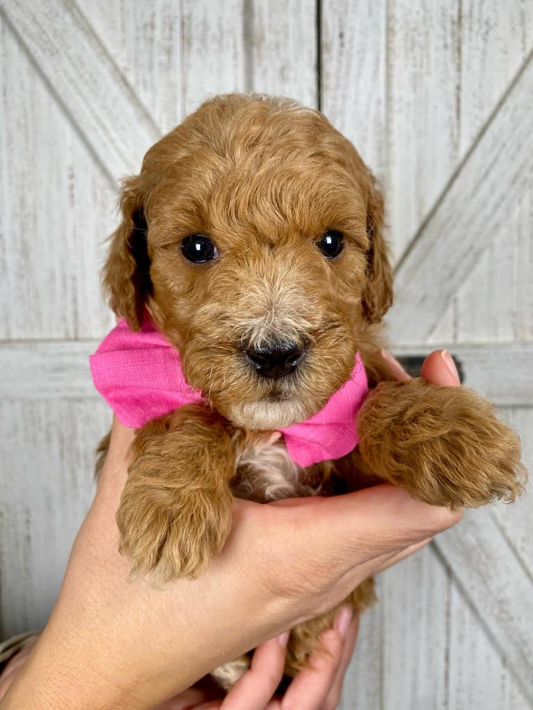 Sofia (female)