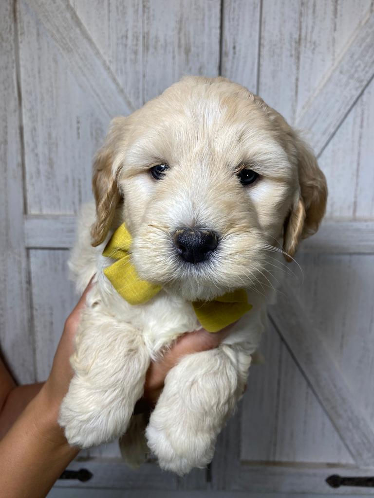 Thumbnail: Banana (female)