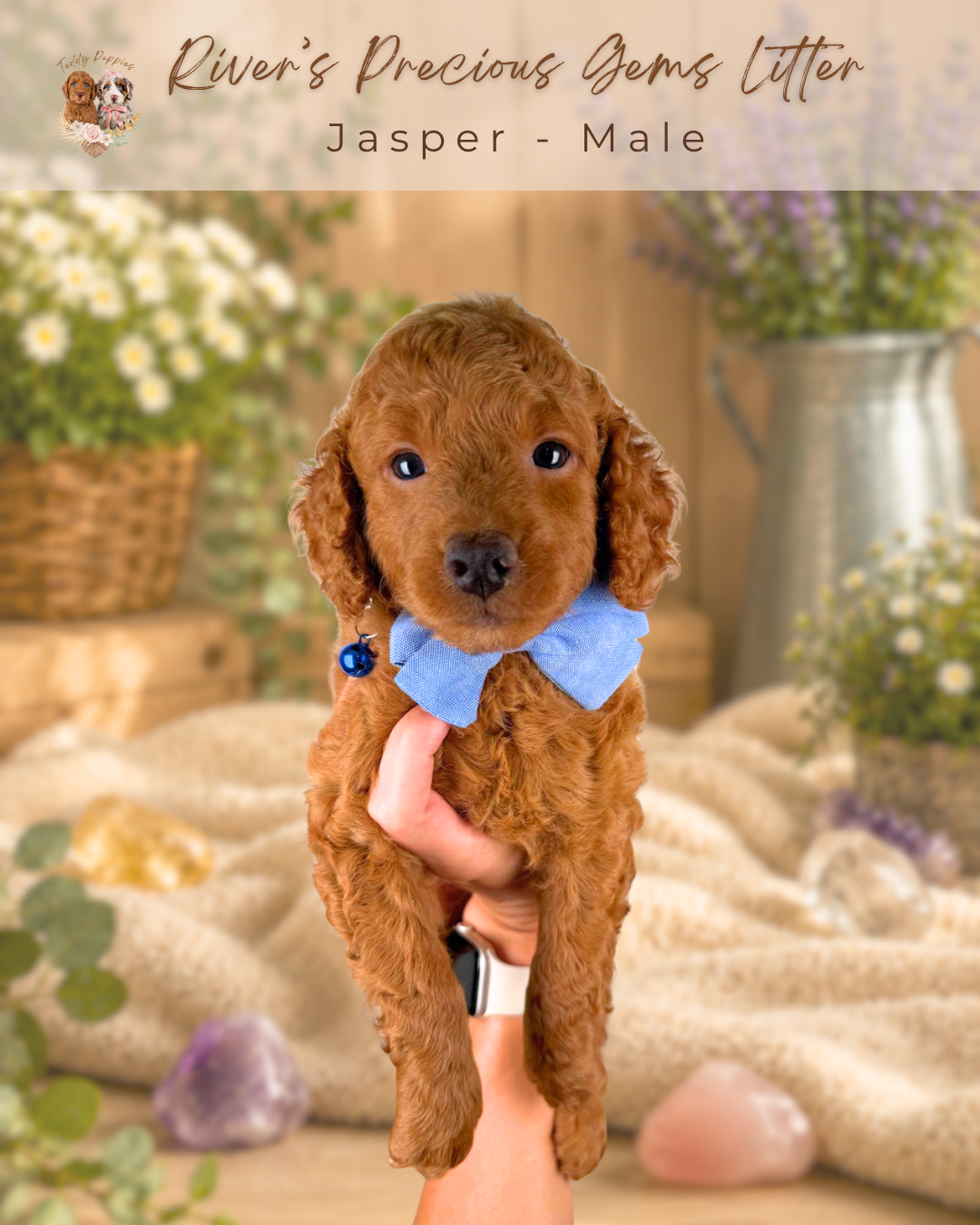 Jasper (male)