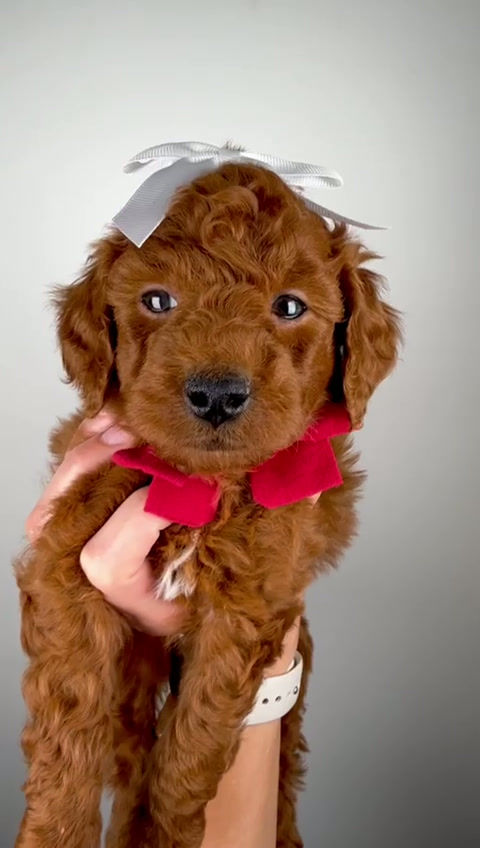 Thumbnail: Maple (female)