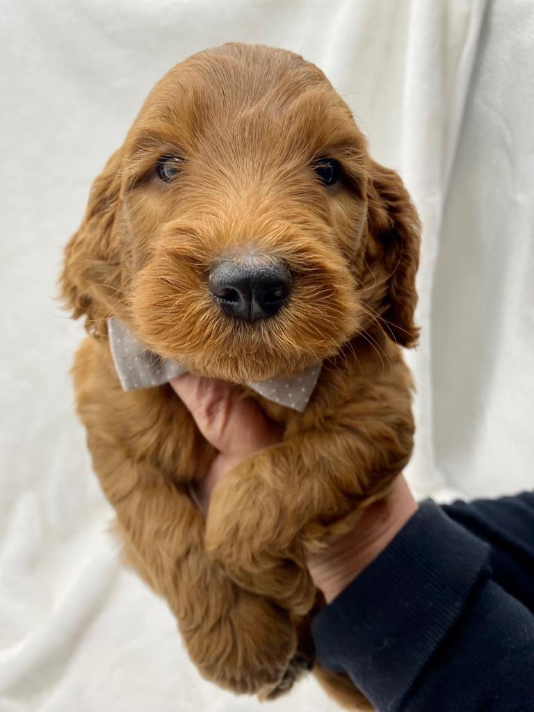 Teddy (male)