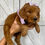 Thumbnail: French Silk Pie (Female)