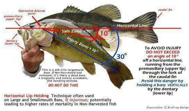 How to handle a Bass
