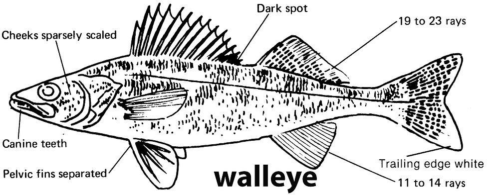 walleye
