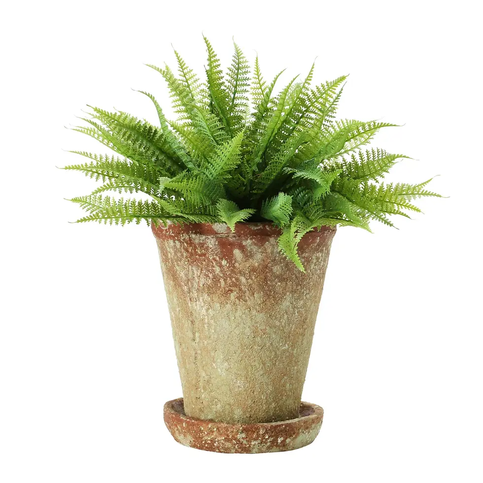 Thumbnail: Cement Planter + Saucer