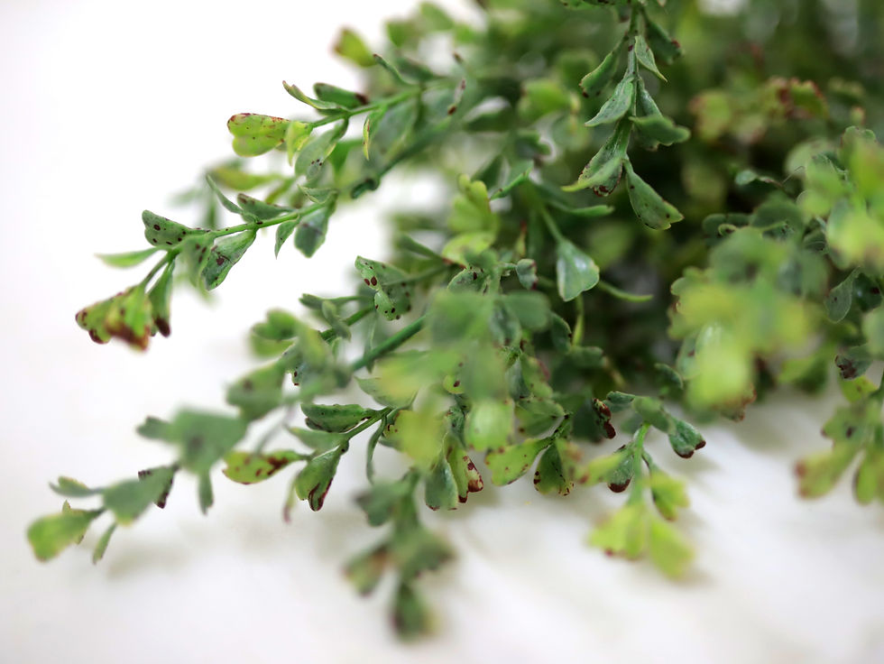 Thumbnail: Faux Boxwood Stem