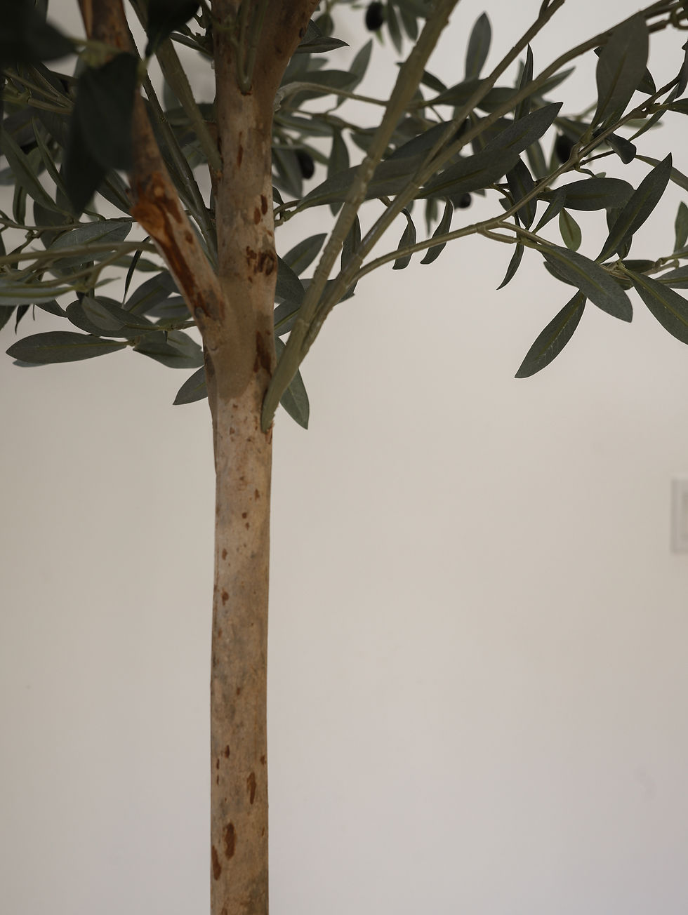 Thumbnail: 8ft Faux Olive Tree | standard